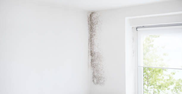 Best Water Damage & Mold Remediation  in Miami Beach, FL