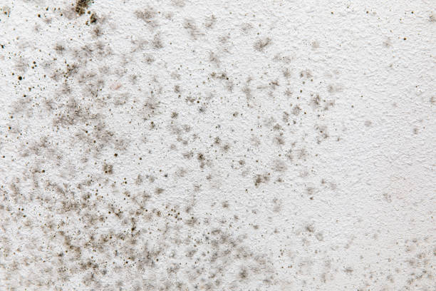 Best Air Quality Testing for Mold Spores  in Miami Beach, FL