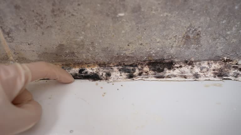 Best Real Estate Mold Inspection  in Miami Beach, FL